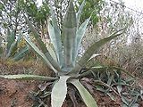 Agave americana.jpg