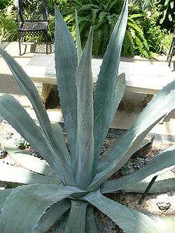  Agave americana