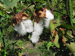  Cotonnier en arbre, Gossypium arboreum