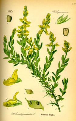 Genêt d'Allemagne, Genista germanica