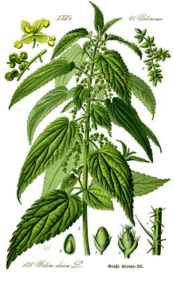 Urtica dioica