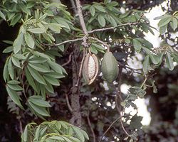  Ceiba pentandra