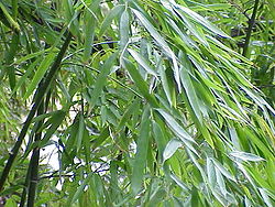  Phyllostachys aurea