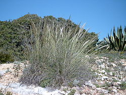  Macrochloa tenacissima